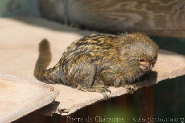 Pygmy marmoset