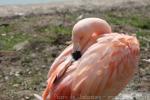 Chilean flamingo