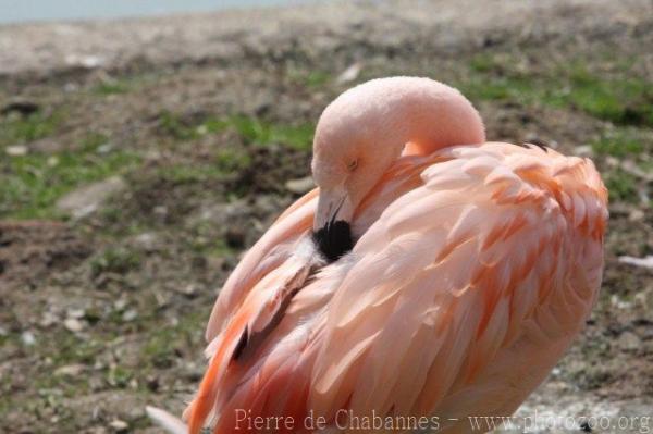 Chilean flamingo