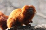 Golden lion tamarin