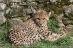 Southern Cheetah