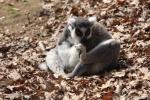 Ring-tailed lemur