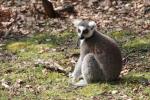 Ring-tailed lemur