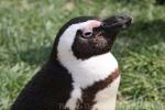 African penguin