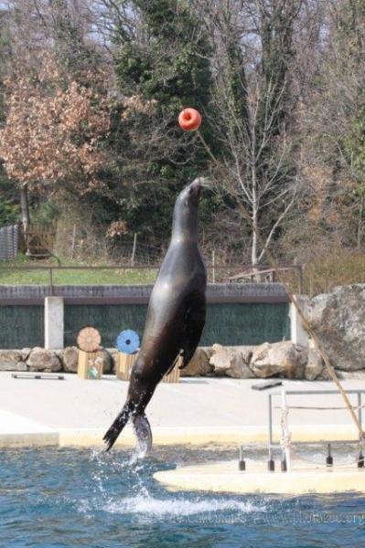 Californian sea-lion