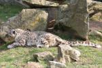 Snow leopard