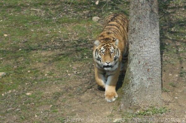 Mainland (Siberian) tiger