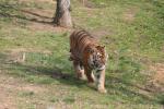 Mainland (Siberian) tiger