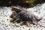 Crown of thorns starfish