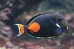 Achilles tang