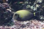 White-freckled surgeonfish