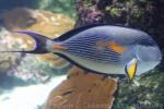 Sohal surgeonfish