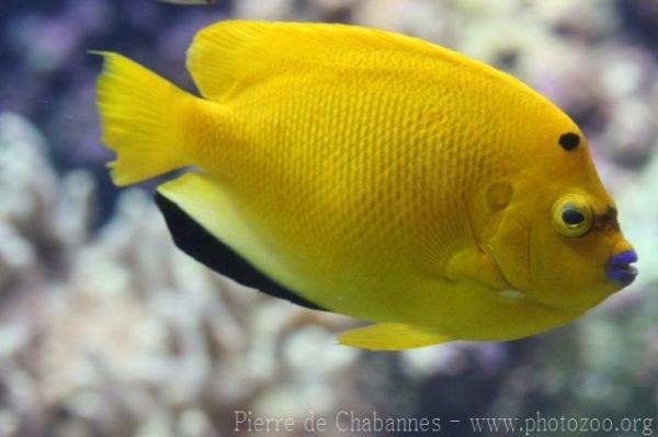 Threespot angelfish