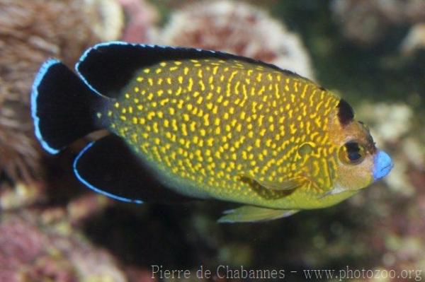 Goldspotted angelfish