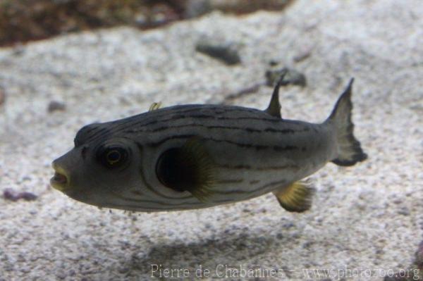 Narrow-lined puffer