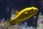 Blackspotted puffer