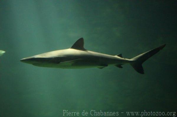 Blacktail reef shark