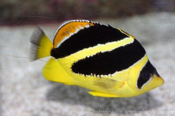 Indian butterflyfish