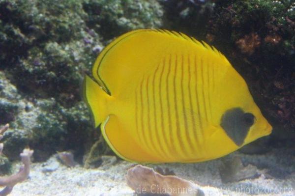 Bluecheek butterflyfish