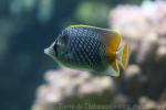 Pearlscale butterflyfish