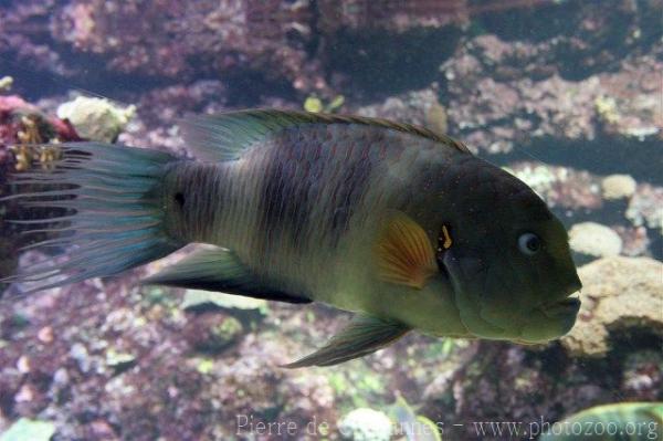 Broomtail wrasse