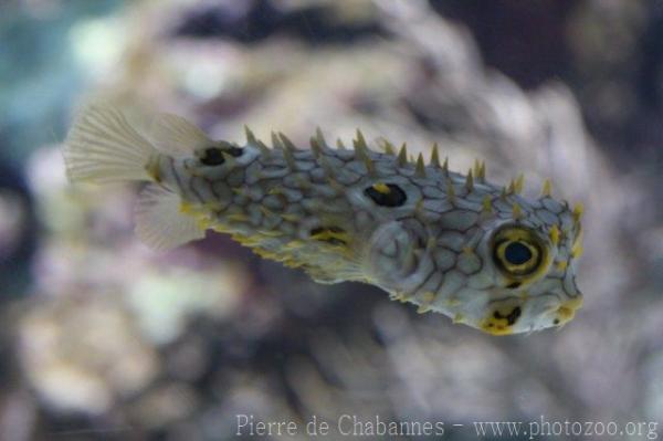 Web burrfish