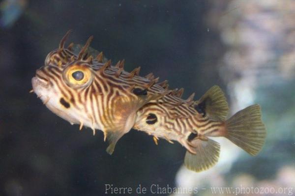 Striped burrfish