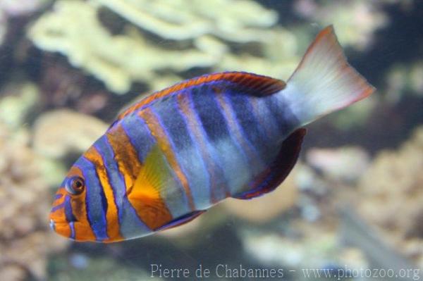 Harlequin tuskfish