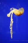 Japanese sea nettle