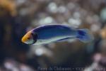 Red-eye wrasse