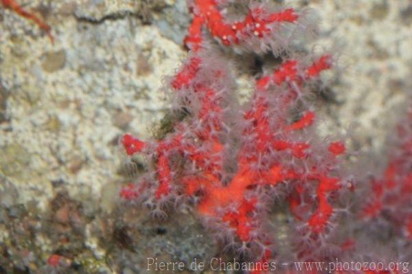 Red coral