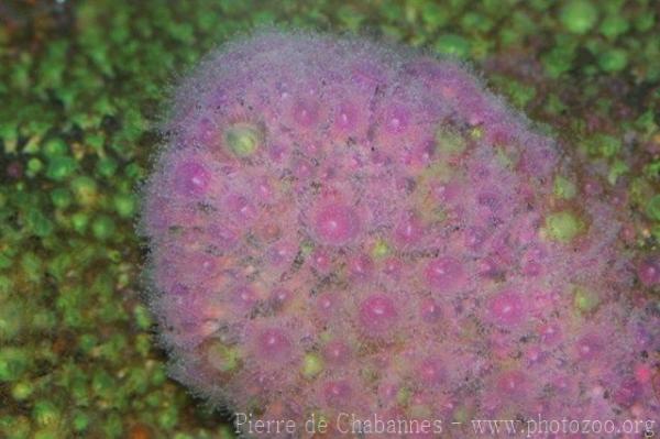 Atlantic jewel anemone