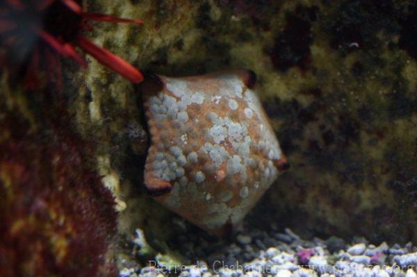 Shark-cushion sea-star