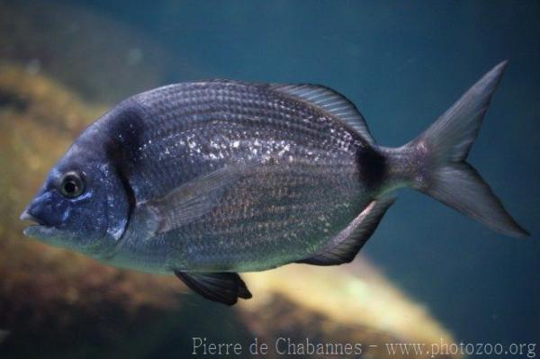 Common two-banded seabream