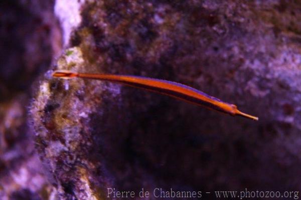 Janss' pipefish