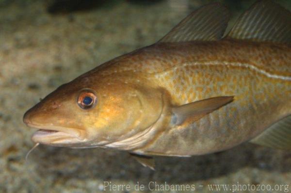 Atlantic cod