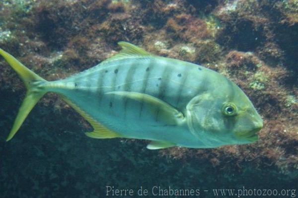 Golden trevally