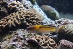 Yellowhead wrasse