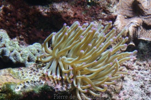 Giant caribbean anemone