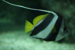 False moorish idol