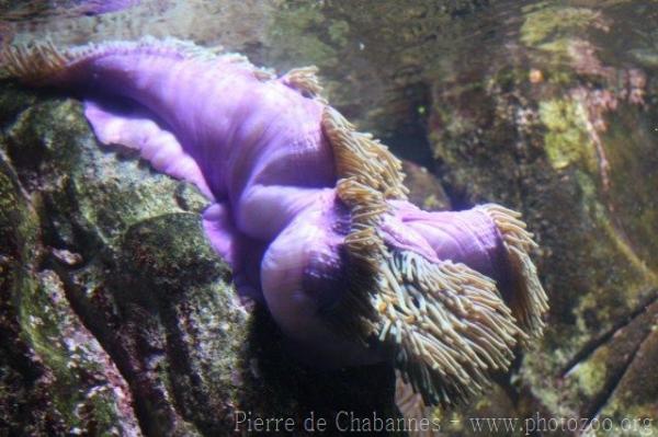 Magnificent sea anemone