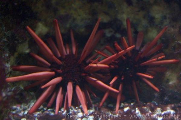 Red pencil urchin