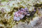 Blue harlequin shrimp