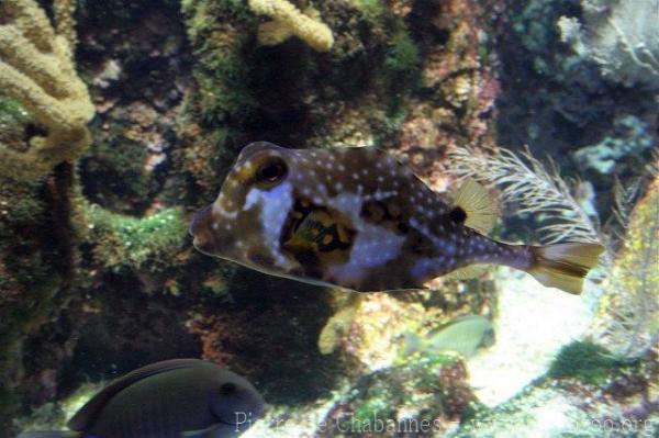 Buffalo trunkfish