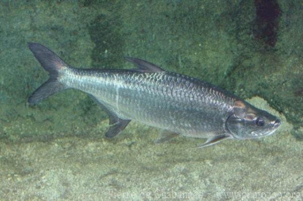 Atlantic tarpon