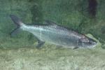 Atlantic tarpon