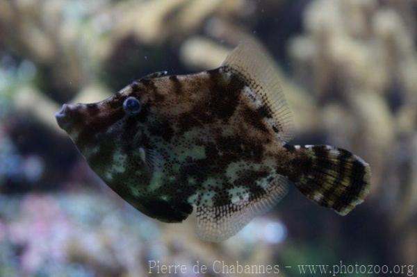 Fan-bellied leatherjacket