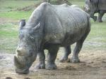 Southern white rhinoceros