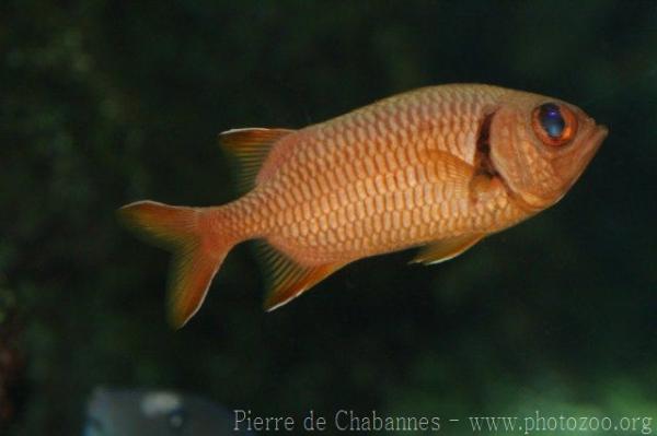 Blackbar soldierfish