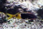 Bicolor goatfish